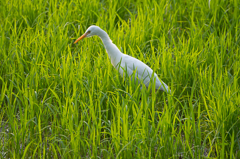 Oostelijke Koereiger